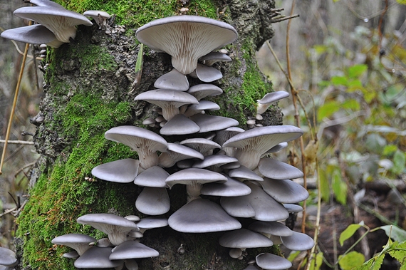 hliva ustricovitá Pleurotus ostreatus (Jacq.) P. Kumm.