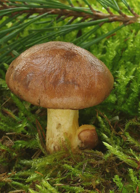 masliak kopcový Suillus collinitus (Fr.) Kuntze