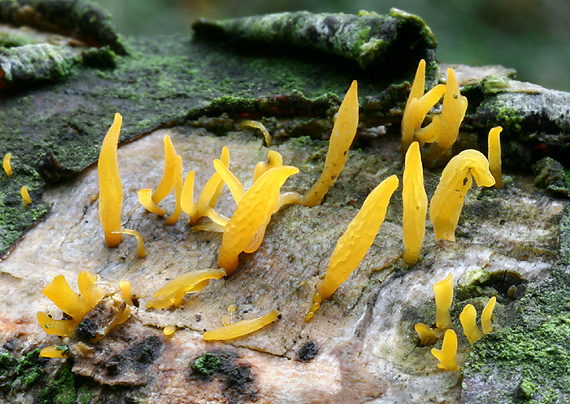 parôžkovec malý Calocera cornea (Fr.) Loud.