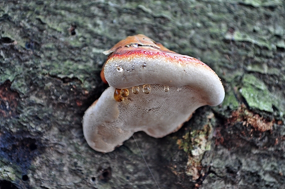 práchnovček Fomitopsis sp.