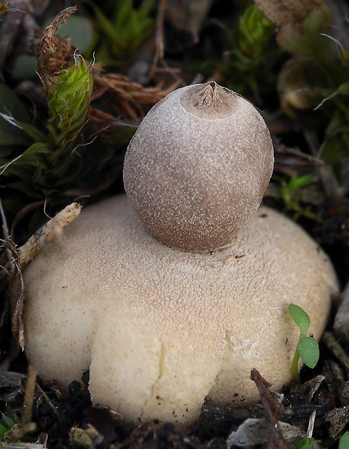 hviezdovka  Geastrum sp.