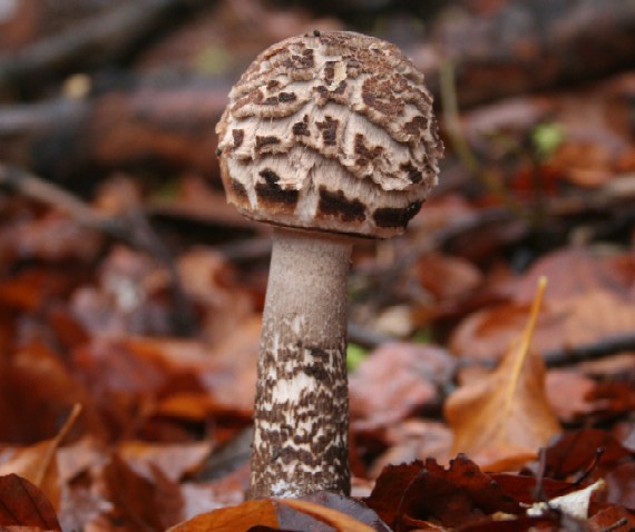 bedľa vysoká Macrolepiota procera (Scop.) Singer