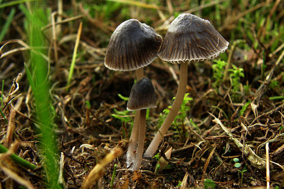 prilbička Mycena sp.