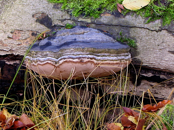 ohňovec obyčajný-ohnivec obyčejný Phellinus igniarius (L.) Quél.