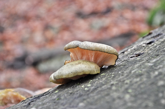 pňovka neskorá Sarcomyxa serotina (Pers.) P. Karst.