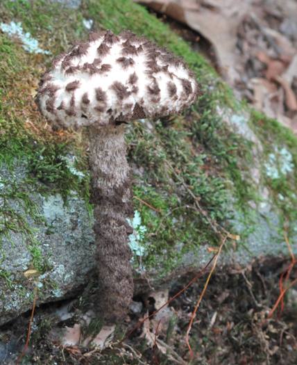 šiškovec šupinatý Strobilomyces strobilaceus (Scop.) Berk.