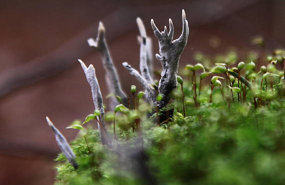 drevnatec parohatý Xylaria hypoxylon (L.) Grev.