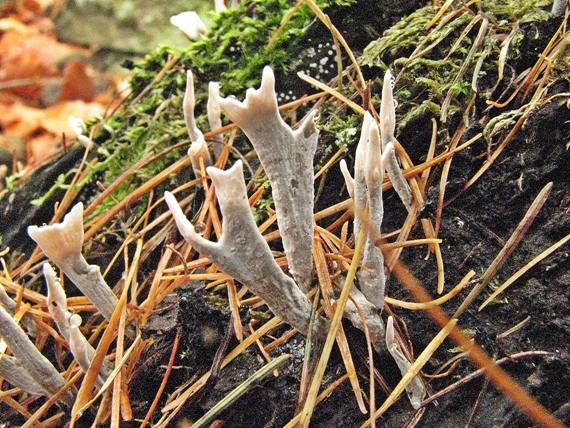 drevnatec parohatý Xylaria hypoxylon (L.) Grev.