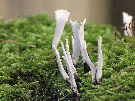 drevnatec parohatý-dřevnatka parohatá Xylaria hypoxylon (L.) Grev.