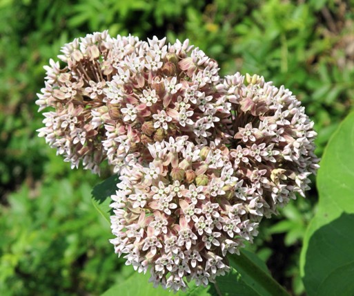 glejovka americká Asclepias syriaca L.