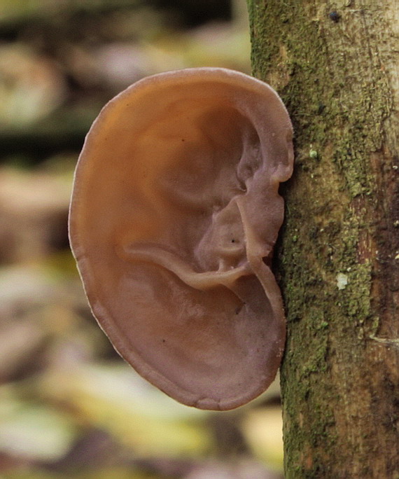 uchovec bazový Auricularia auricula-judae (Bull.) Quél.