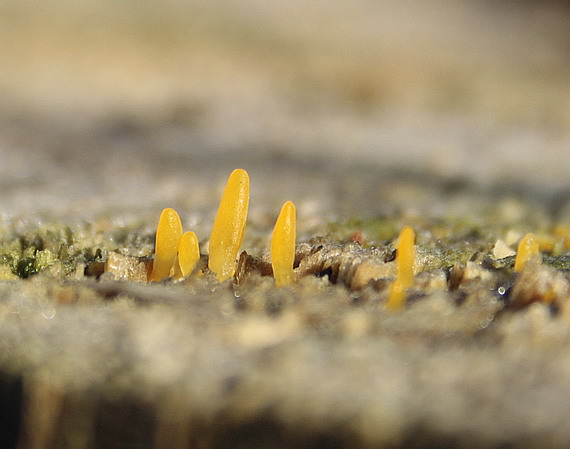 parôžkovec malý Calocera cornea (Fr.) Loud.