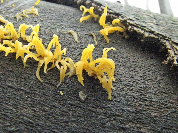 parôžkovec malý Calocera cornea (Fr.) Loud.