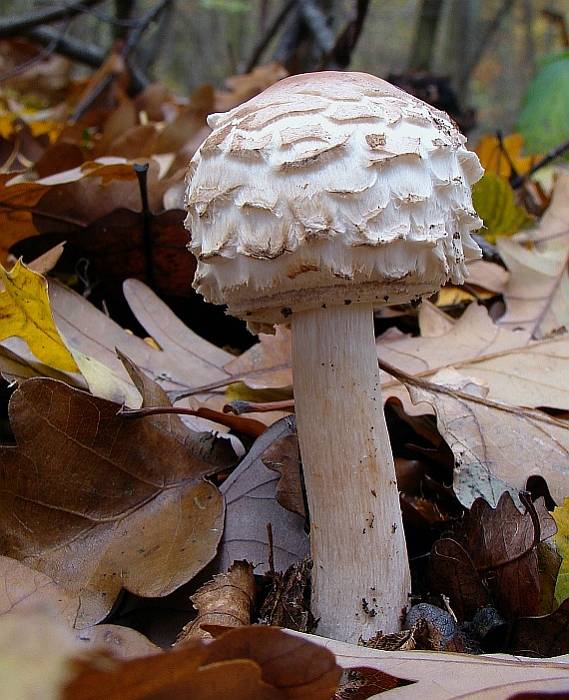 bedľa červenejúca Chlorophyllum rachodes (Vittad.) Vellinga