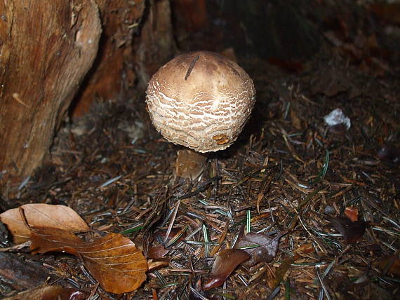 bedľa Chlorophyllum