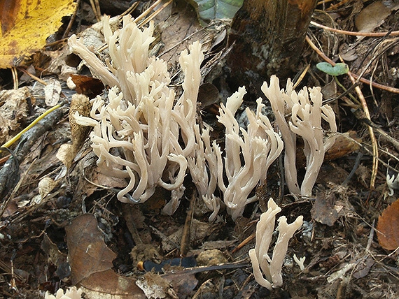 konárovka hrebenitá Clavulina coralloides (L.) J. Schröt.