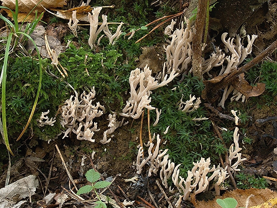 konárovka hrebenitá Clavulina coralloides (L.) J. Schröt.