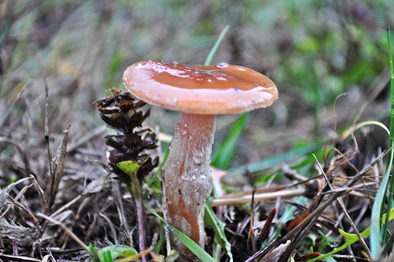 strmuľka voňavá Clitocybe fragrans (With.) P. Kumm.