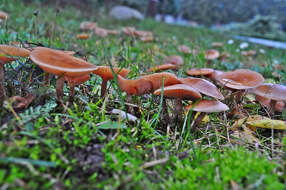 strmuľka voňavá Clitocybe fragrans (With.) P. Kumm.