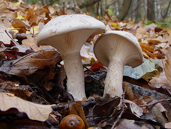 strmuľka inovaťová Clitocybe nebularis (Batsch) P. Kumm.