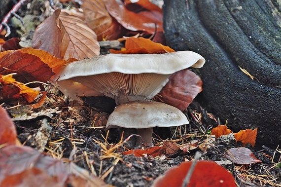 strmuľka inovaťová Clitocybe nebularis (Batsch) P. Kumm.