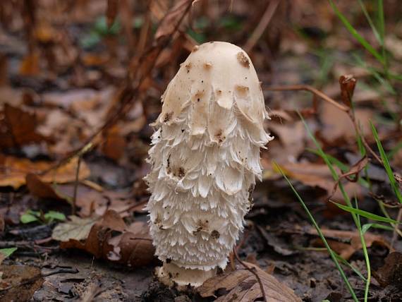 hnojník obyčajný Coprinus comatus (O.F. Müll.) Pers.