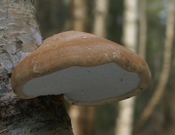 brezovník obyčajný Fomitopsis betulina (Bull.) B.K. Cui, M.L. Han & Y.C. Dai