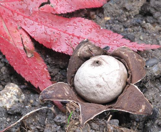 hviezdovka Geastrum sp.