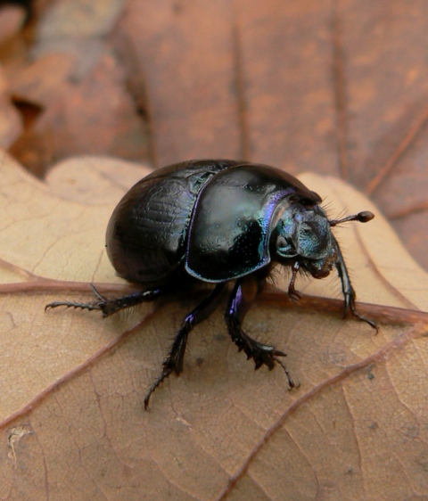 lajniak Geotrupes sp.