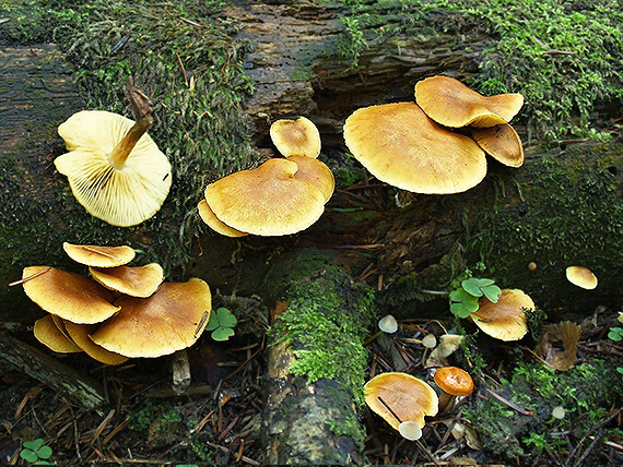 šupinovec nevoňavý Gymnopilus penetrans (Fr.) Murrill