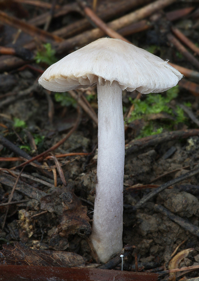 vláknica hlinovolupeňová Inocybe geophylla (Bull.) P. Kumm.