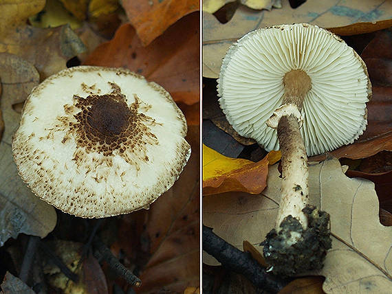 bedlička hnedastošupinkatá Lepiota pseudolilacea Huijsman