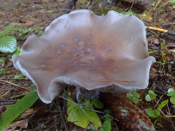 pôvabnica fialová Lepista nuda (Bull.) Cooke