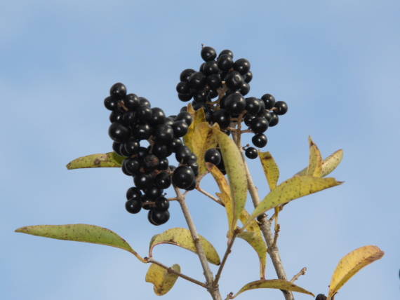 zob vtáčí Ligustrum vulgare L.