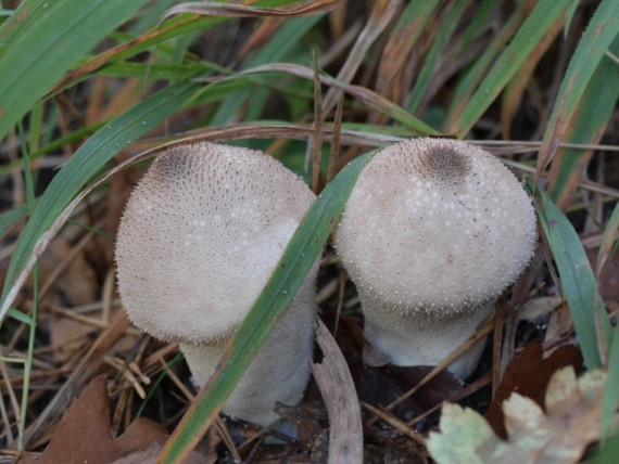 prášnica bradavičnatá Lycoperdon perlatum Pers.