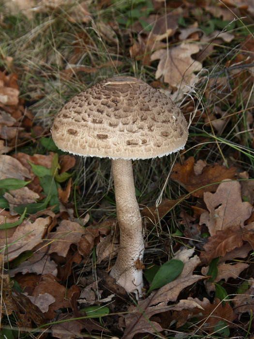 bedľa vysoká Macrolepiota procera (Scop.) Singer