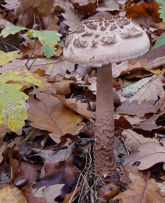 bedľa vysoká Macrolepiota procera (Scop.) Singer