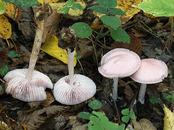 prilbička reďkovková Mycena pura (Pers.) P. Kumm.