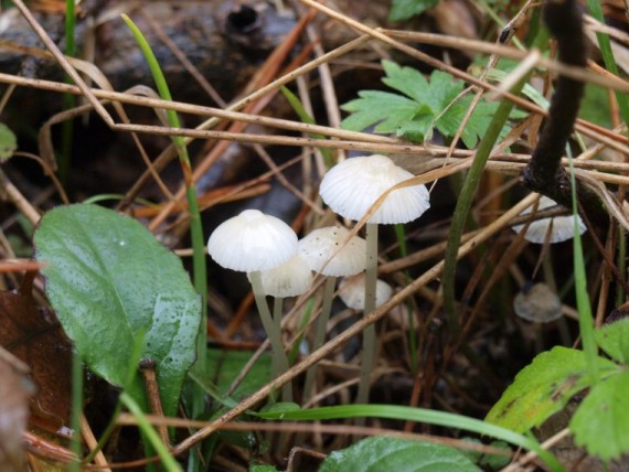 prilbička Mycena sp.