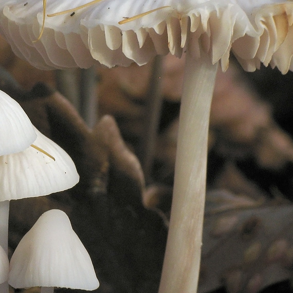 prilbička  Mycena sp.