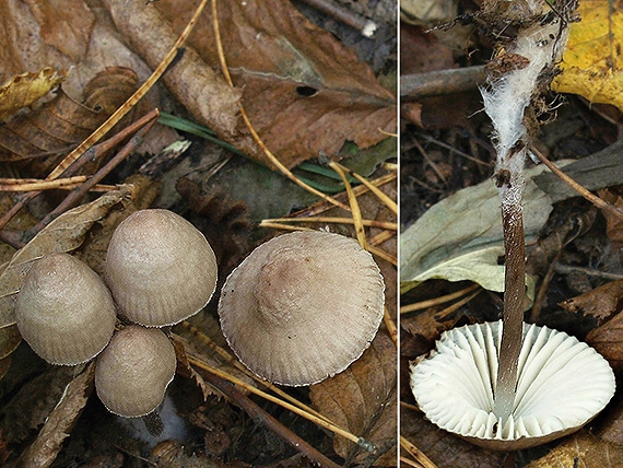 prilbička Mycena sp.