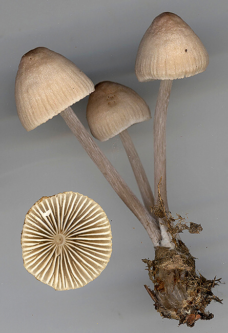 prilbička Mycena sp.