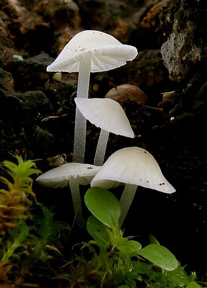 prilbička Mycena sp.