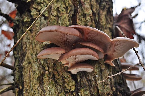 hliva ustricovitá Pleurotus ostreatus (Jacq.) P. Kumm.