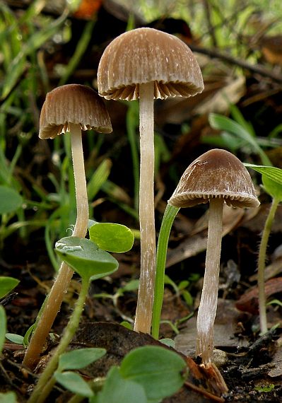 drobuľka Psathyrella sp.