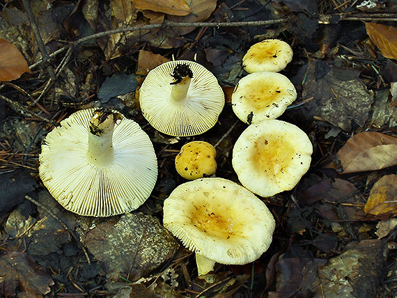 plávka slnečná Russula solaris Ferd. & Winge