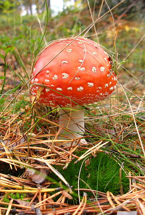 muchotrávka červená Amanita muscaria (L.) Lam.