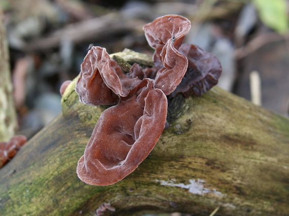 uchovec bazový Auricularia auricula-judae (Bull.) Quél.