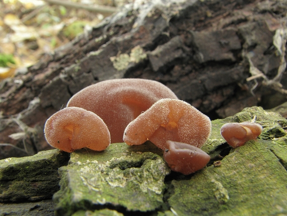 uchovec bazový Auricularia auricula-judae (Bull.) Quél.