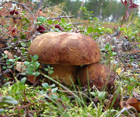 hríb sosnový Boletus pinophilus Pil. et Dermek in Pil.